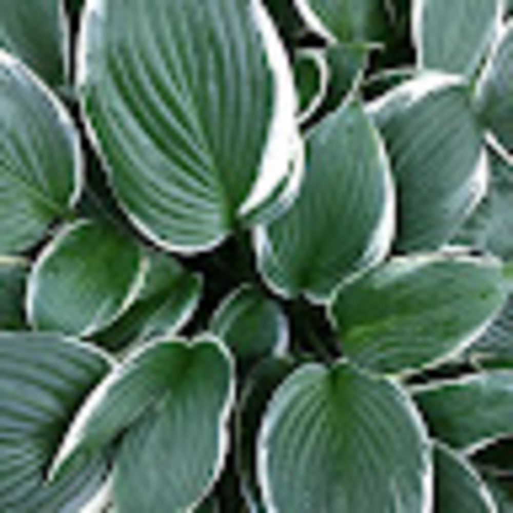 Meet your Posher, Autochthonous